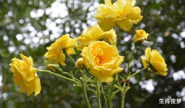 []5月，相恋容易，相处很难，3生肖无法释怀，再次勇敢挽回旧情人