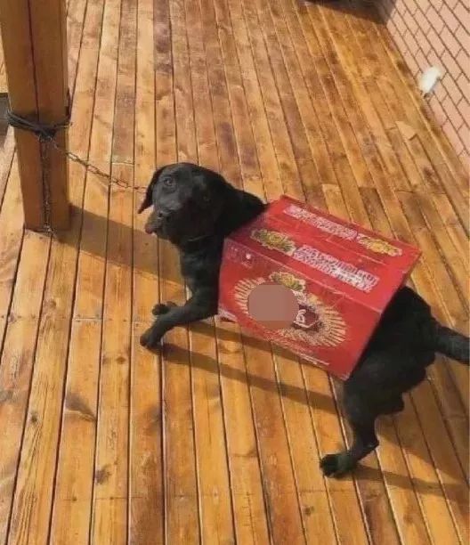 说好的给狗子买衣服呢？碰上不靠谱的铲屎官，狗子有苦难言