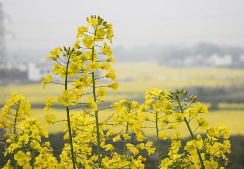 「射手座」探索4月起将春风撩人，情意绵绵，芳华流转，喜获良好姻缘的星座
