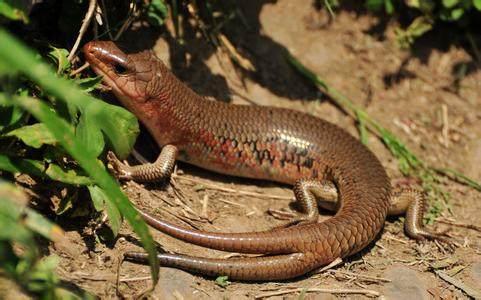 []见过地里的四脚蛇吗？它的亲戚体长可达3米，可别惹到它