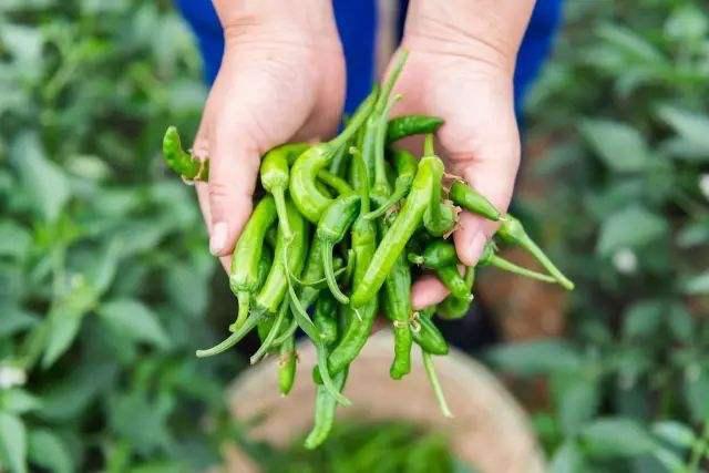 『』最金贵的辣椒，一亩地只产7两，一斤价钱高达300元