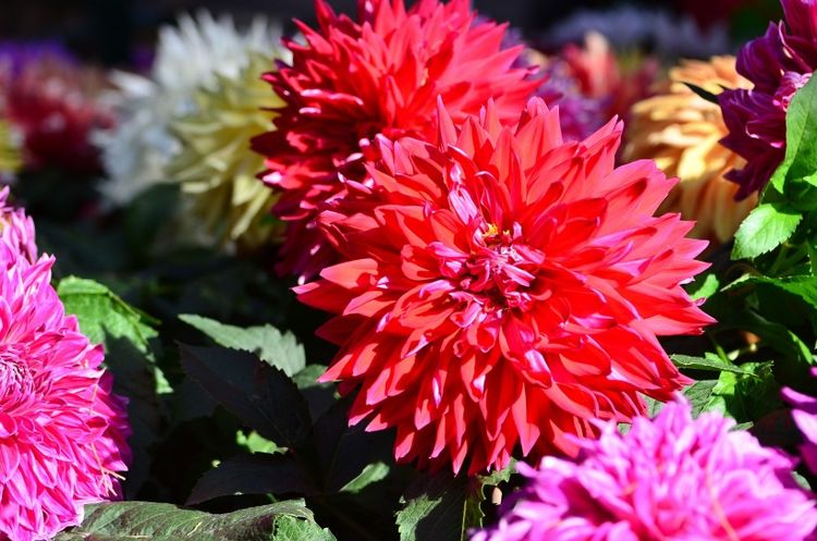 属狗|9月，初心不变，真爱回头，情缘难断，此生不悔还是你的四大星座