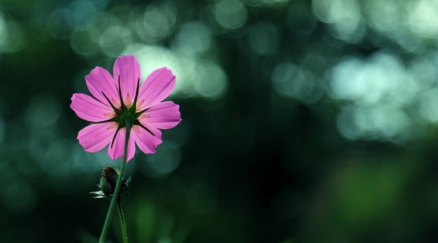 『金牛座』5月上旬喜事不重样，财运突飞猛进，天天忙着数钱的生肖