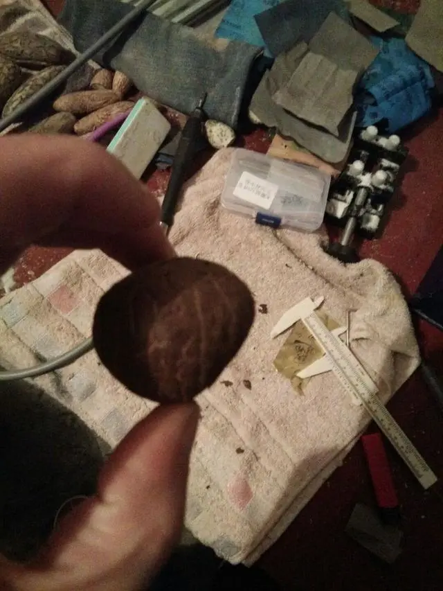 象牙@小小龟壳凭什么敢叫——富甲天下？