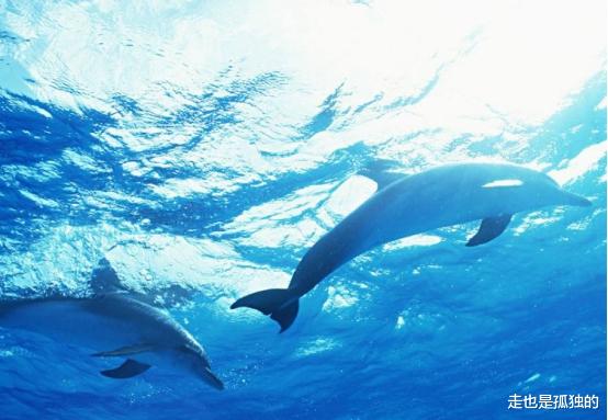 化石|自然界只有两种动物交配有快感：一个是人类，另一个欲望上瘾！