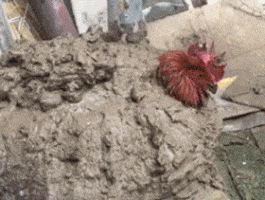 华为|“这是华为20多年前的招聘广告，一副高攀不起的样子，难怪这么优秀！”哈哈哈