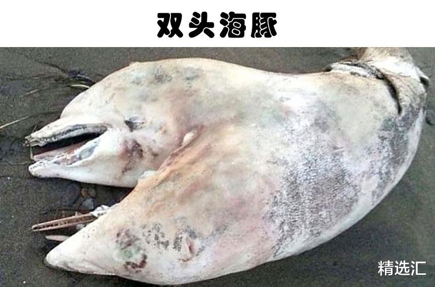 狮子|虽被认为是虚构，但在某种意义上真实存在的9种生物