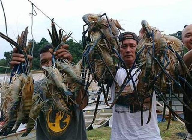 「」湄公河虾泛滥成灾，各个都有巴掌大，中国吃货为何认怂不敢吃？