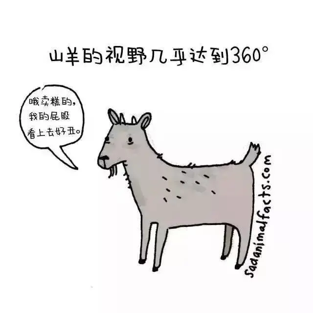 动物冷知识|这些动物冷知识,能知道五个就是大神了吧?