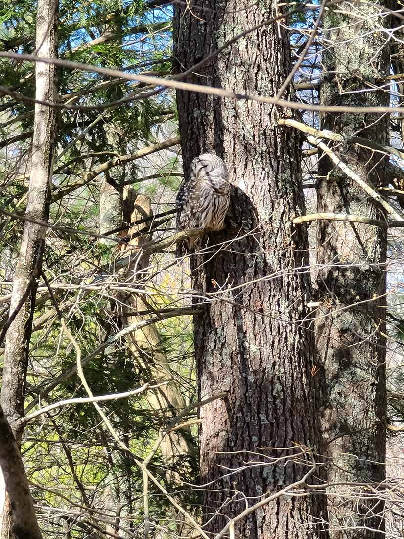 微软|【苹果最新消息】iPhone价格可能大涨，原因是多了几个高科技新功能