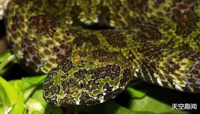 [毒蛇]蛇中大熊猫，价值高达百万，号称世界最贵毒蛇