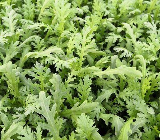 香菜|最“重口味”的5种蔬菜,若你全都吃过,容我叫你一声“王者”