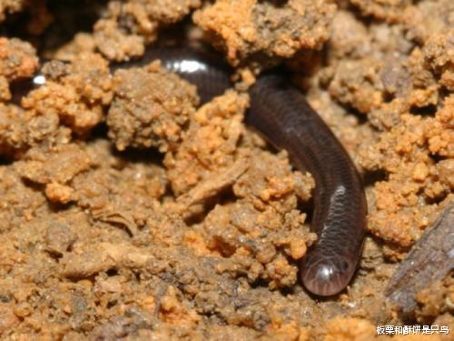 |只有面条那么细，一根笔那么长，怎么活下来？小蛇：我给天敌打工