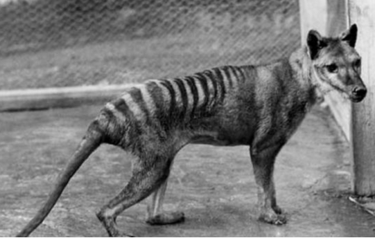 长江|时隔84年,这种生物重新复活,我国也发现复活的生物