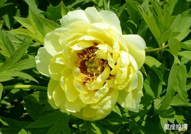 『』可以靠自己逆转命运的星座，不信不成功，事业生意都大有出息