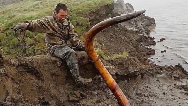 「猛犸象」年薪达1000万的挖尸人，挖到一根能卖180万，招人你敢去吗？