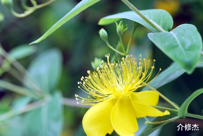 生肖▲7月开始，这4生肖桃花运势大旺，好姻缘到来，注定要脱单