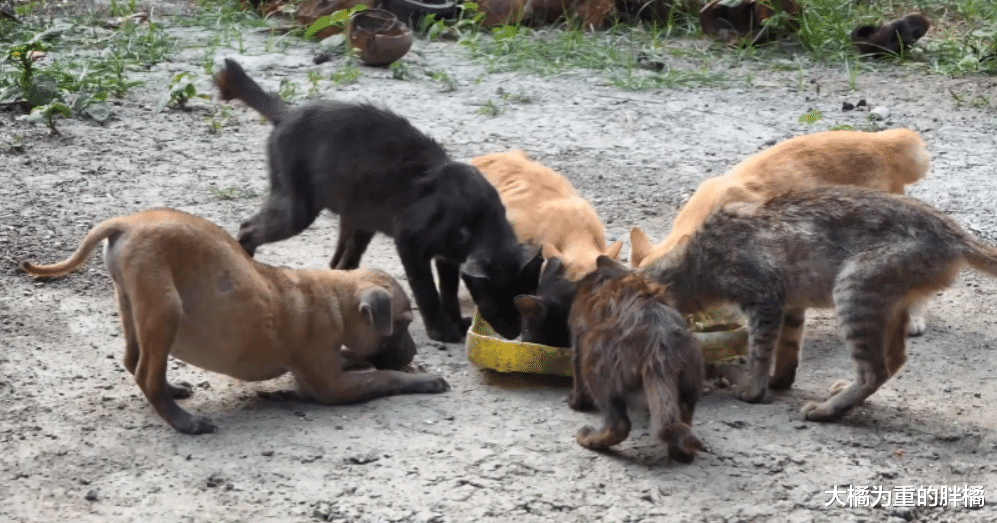 小狗与5只小猫住在婆婆家，却不受大橘猫待见，它反倒最先被带走