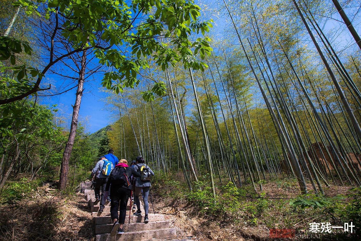 [杭州]五一杭州最值得去的地方，罕见的千亩野生杜鹃花海，关键不用门票
