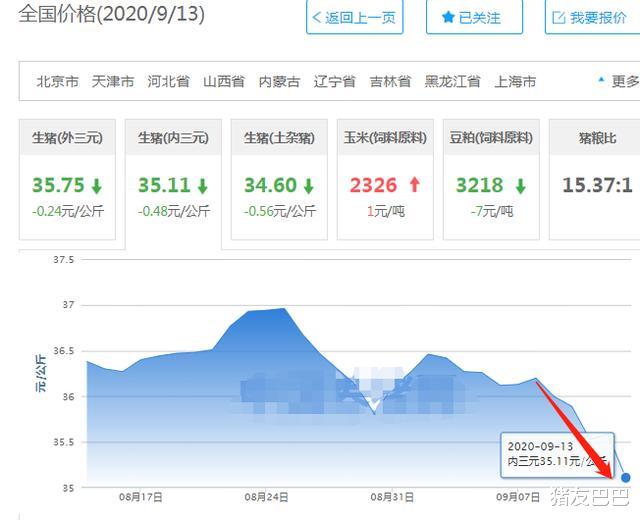 生猪价格|猪价“10连跌”，9月骤降1.32元，啥原因？猪价要跌破34元/公斤？