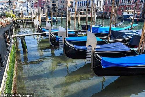 【威尼斯】疫情有利弊：大自然夺回意大利，野生动物重返威尼斯
