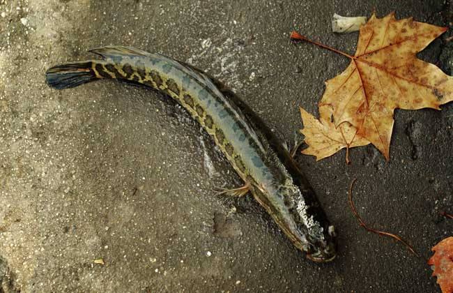 「水母」地球上真实存在的怪兽