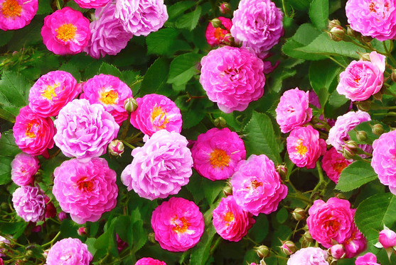 「运势」6月14日开始运势大涨，财富满满，4属相好运连绵，招财进宝