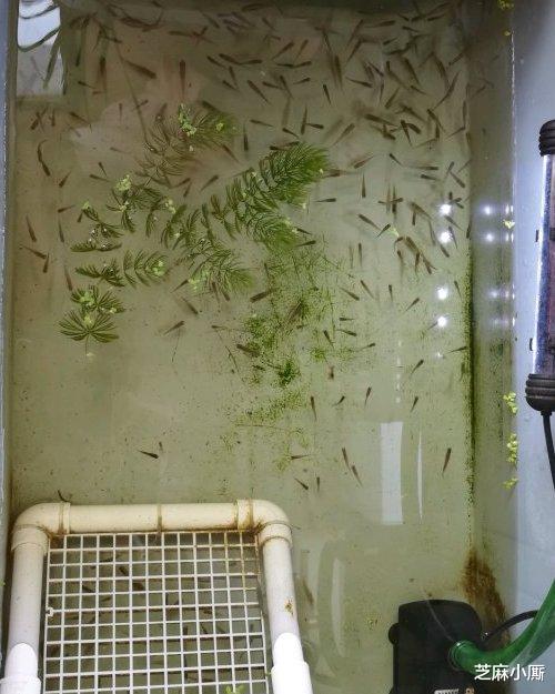 「台湾」因灭蚊引进的“大肚鱼”,如今已在中国泛滥,吃货都拿它毫无办法