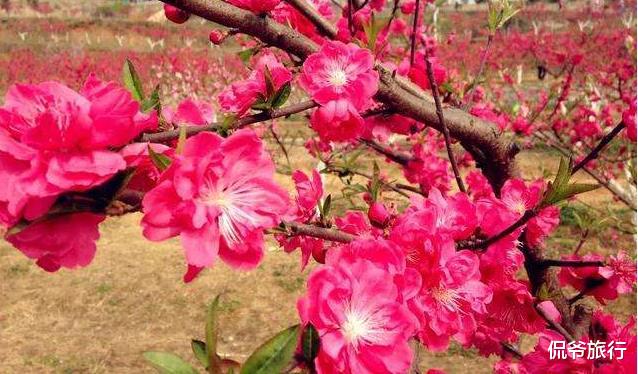 『生肖』进入6月22号能够名利双收，财富会不断飙升的3大生肖