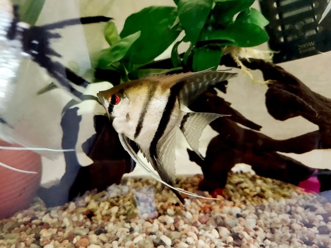 |鱼友故事：养的几条鱼，好不容易配对产卵，为啥又吃回去了