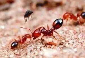 行军蚁|食人蚁真的会吃人吗