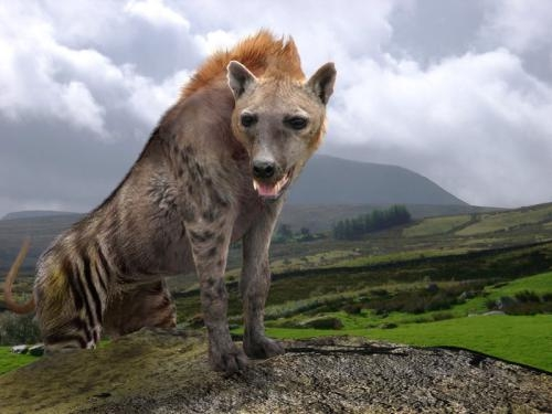 鬣狗|为什么非洲二哥鬣狗在非洲三哥野犬面前无能为力，还容易被反杀？