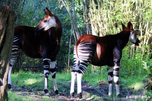 长颈鹿|是斑马劈了腿还是长颈鹿出了轨,世界上才会出现霍加狓这种动物