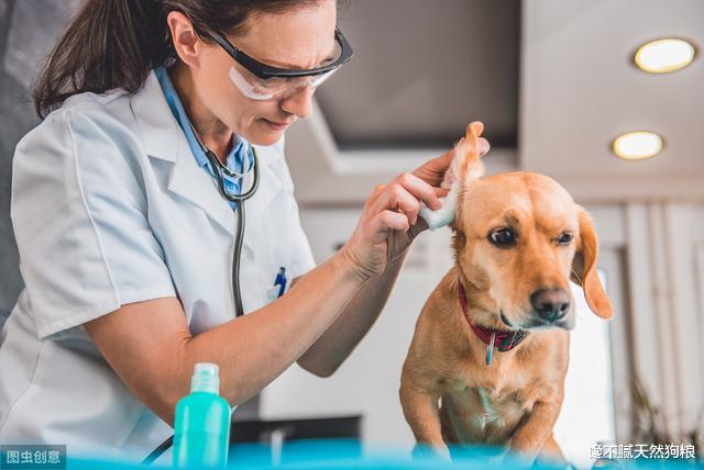 狗狗泪痕很严重，都是因为6个原因导致，解决办法也很简单