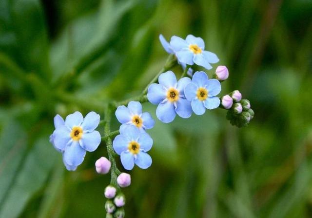 生肖|这个生肖女不得了，天生凤凰命，福泽三代人