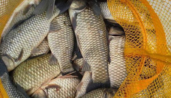 鲫鱼|冬季钓鱼,四大必争钓位,这些地方有大鲫鱼,遇上一定别放过!