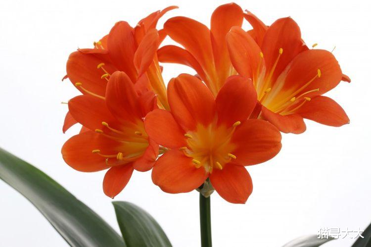 生肖|8月，真爱步步紧追，想拒绝却挡不住好意，桃花赖上你的4大星座