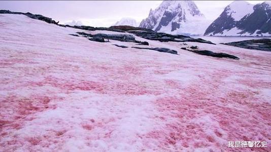 「南极洲」南极传来坏消息?南极出现“血雪”,全世界担心的事情已经发生
