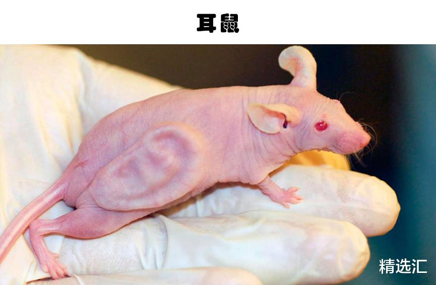 科学家|人造生物体：真实存在，并且由人类创造的6种奇特的生物体