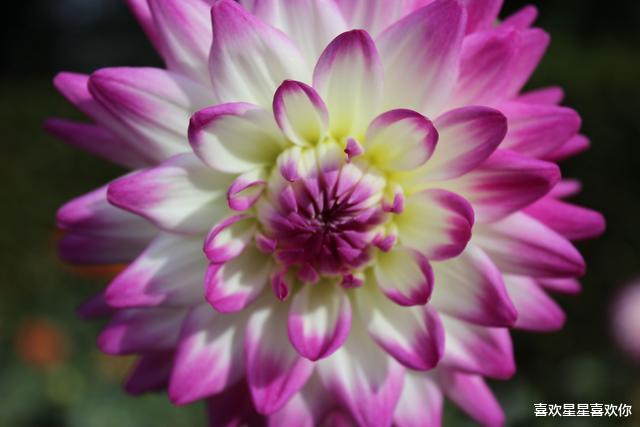 生肖@在7月下旬，红鸾星动，姻缘巧合，牵手幸福的三大生肖