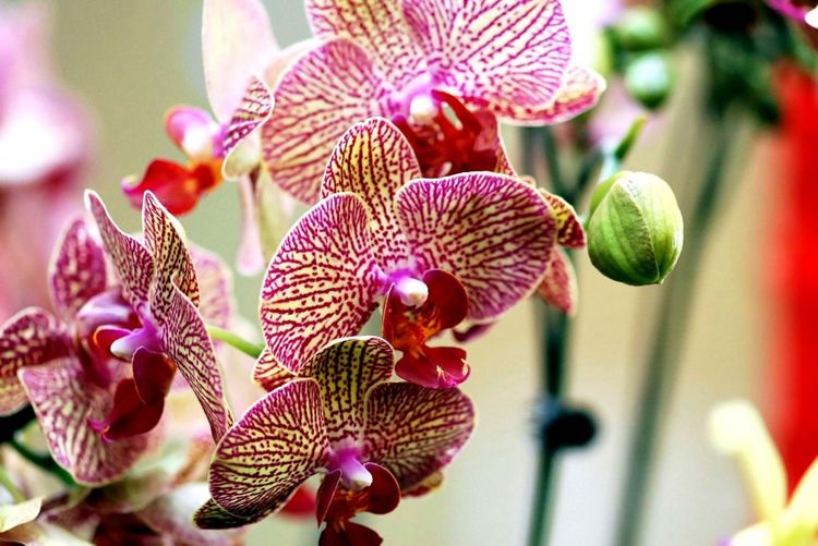 生肖|9月开始红鸾星波动，和真爱不期而遇的4大生肖，喜结良缘要脱单！