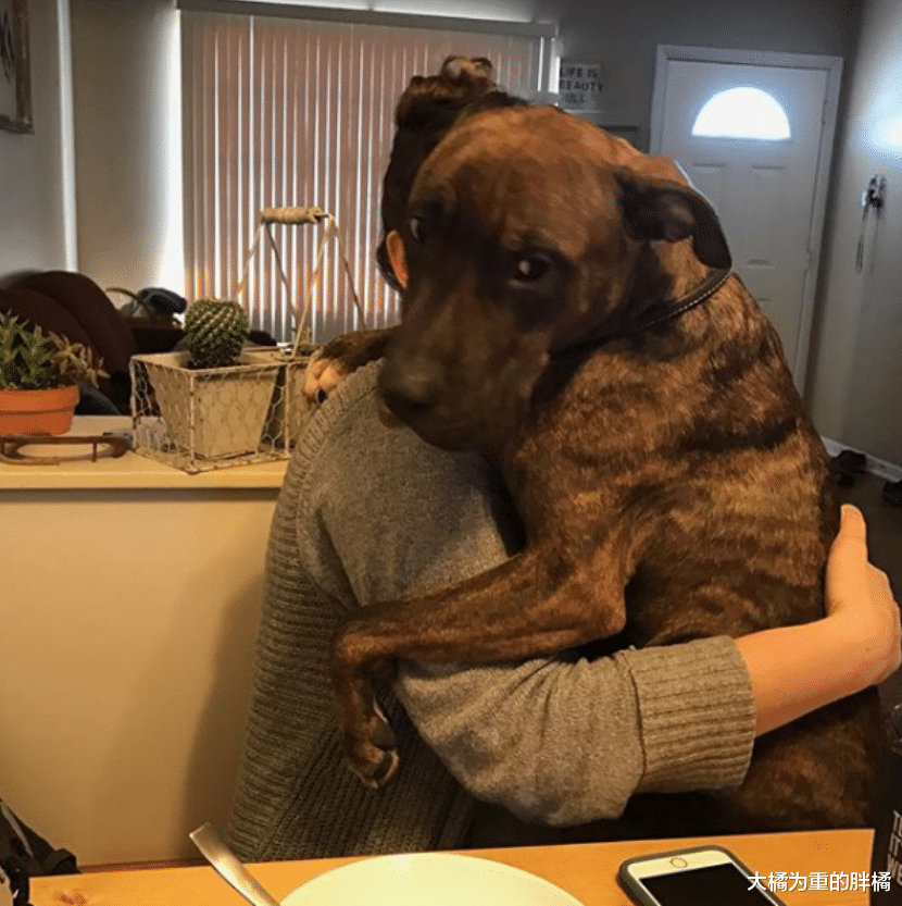 将被安乐死的狗狗，女子却对它莫名的不舍，它唯有拥抱女子来感恩