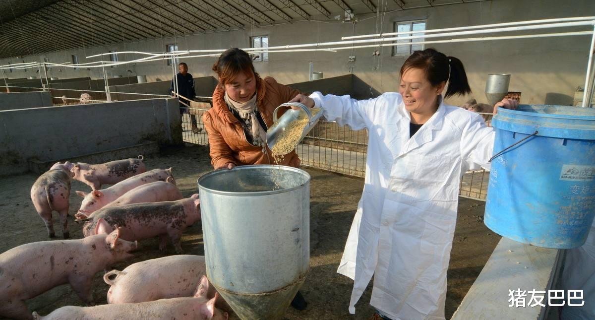 「生猪价格」猪价“10连跌”,国家为猪肉“操碎心”,猪肉白菜价估计在……