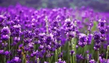 「天蝎座」3月末，真情涟漪，芳华流转，情深意切，将遇到真爱的三大星座