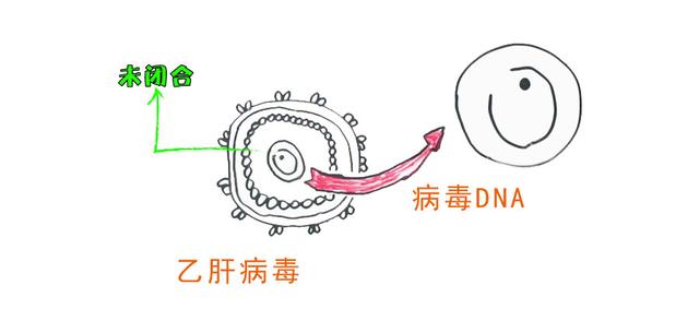 乙肝|张文宏说乙肝能临床治愈，那为什么还有携带者7000多万？
