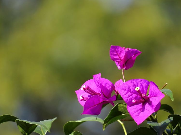 生肖|九十天内，财星入命，好运自会降临，正财偏财齐进账的四大生肖
