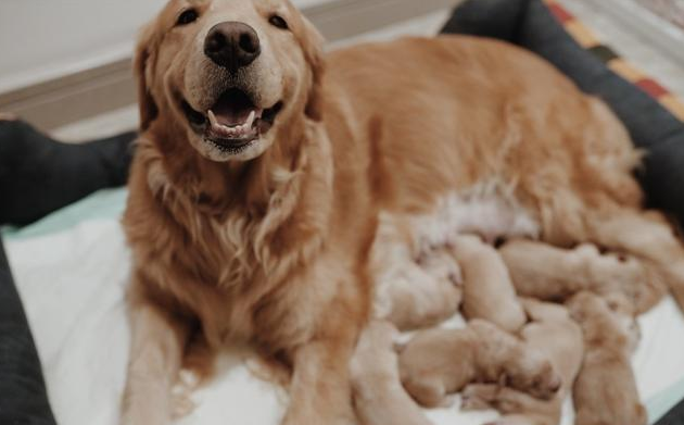 出生后不久的小狗就能跟人类亲近，不会惧怕躲避人是有原因的。