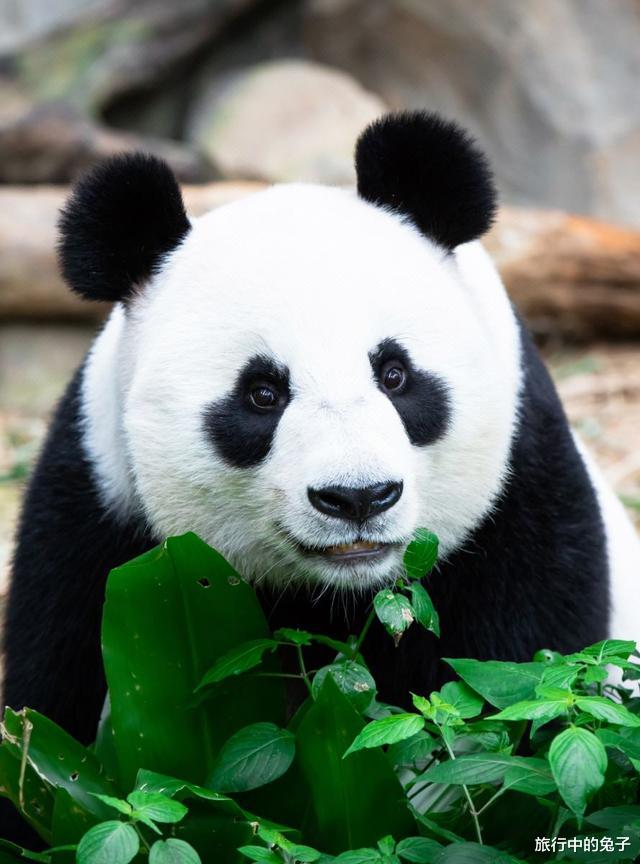 黄果树瀑布|这个省地级市太多，车牌26个字母不够用，旅游资源丰富