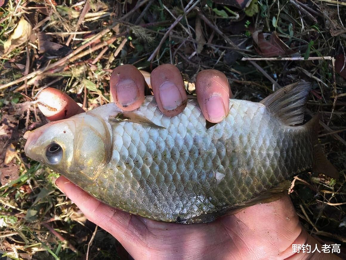 |钓鱼：红虫大显身手的时候到了，关于它的这些“秘密”，你知道吗