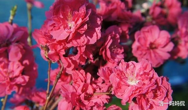 运势：6月30号运势亨通，事业一顺百顺，发家致富的3大生肖！